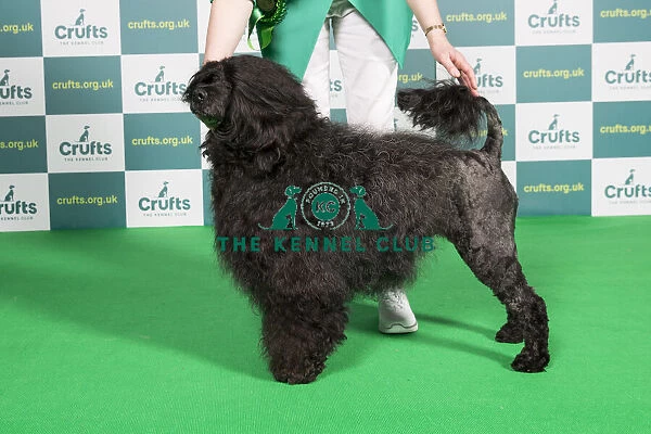 Best of Breed Portuguese Water Dog Crufts 2022