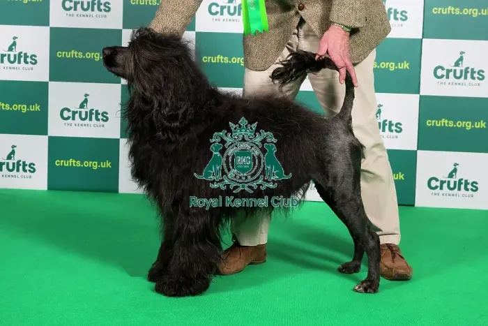 Framed Print : Best of Breed PORTUGUESE WATER DOG Crufts 2023 Framed Print : Best of Breed PORTUGUESE WATER DOG Crufts 2023