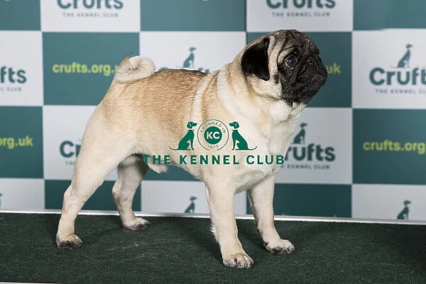 Best of Breed PUG Crufts 2022