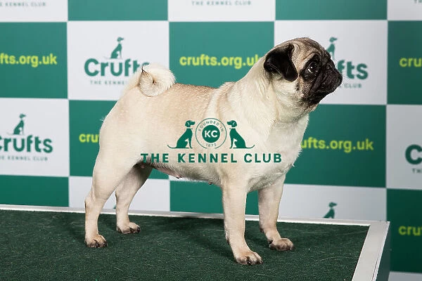 Best of Breed Pug Crufts 2023