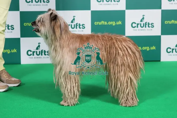 Framed Print : Best of Breed PYRENEAN SHEEPDOG (LONG HAIRED) Crufts 2023 Framed Print : Best of Breed PYRENEAN SHEEPDOG (LONG HAIRED) Crufts 2023