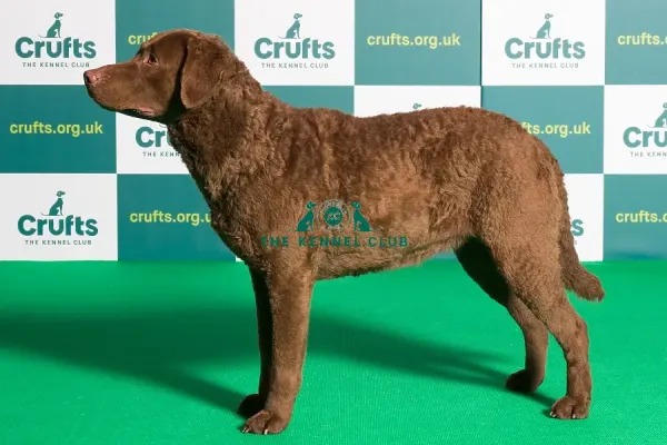 Chesapeake Bay Retriever Medium Retriever Breeds Best Of Breed