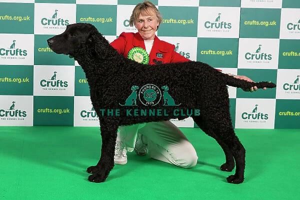 Best of Breed RETRIEVER (CURLY COATED) Crufts 2023
