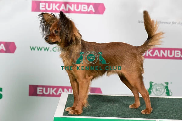 Best of Breed RUSSIAN TOY