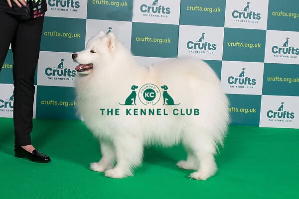 Best of Breed SAMOYED Crufts 2022