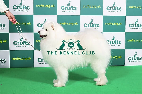 Best of Breed SAMOYED Crufts 2023