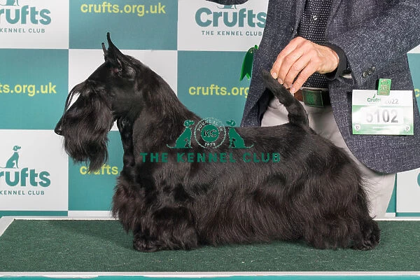 Best of Breed SCOTTISH TERRIER Crufts 2022
