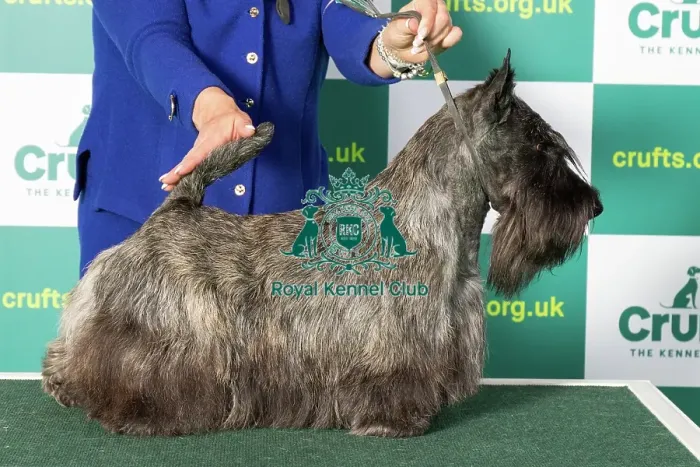 Framed Print : Best of Breed Scottish Terrier Crufts 2023 Framed Print : Best of Breed Scottish Terrier Crufts 2023