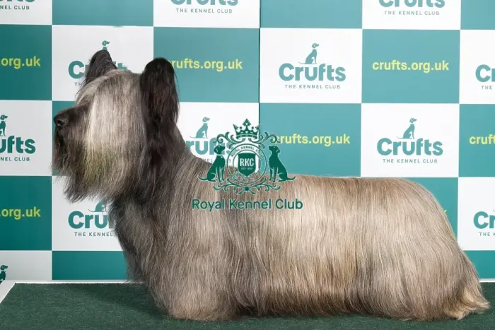 Framed Print : Best of Breed SKYE TERRIER Crufts 2022 Framed Print : Best of Breed SKYE TERRIER Crufts 2022