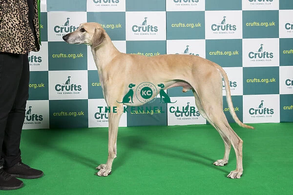 Best of Breed SLOUGHI Crufts 2022