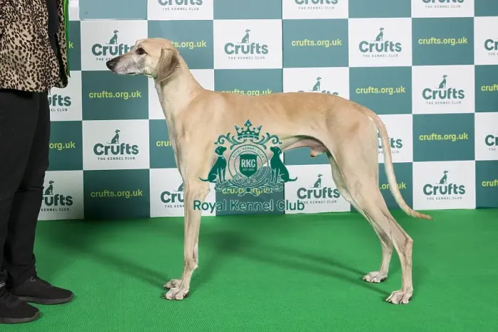 Framed Print : Best of Breed SLOUGHI Crufts 2022 Framed Print : Best of Breed SLOUGHI Crufts 2022