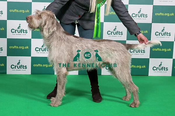 Best of Breed Slovakian Rough Haired Pointer 2023