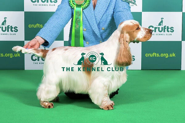 Best of Breed SPANIEL (COCKER) Crufts 2023