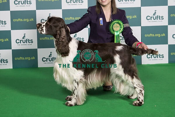 Best of Breed SPANIEL (ENGLISH SPRINGER) Crufts 2022