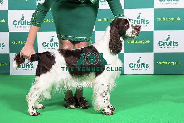 Best of Breed SPANIEL (ENGLISH SPRINGER) Crufts 2023