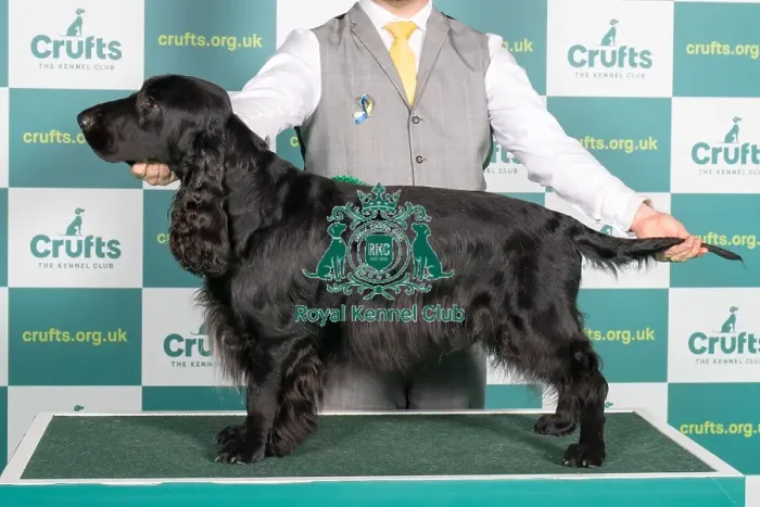 Framed Print : Best of Breed SPANIEL (FIELD) Crufts 2022 Framed Print : Best of Breed SPANIEL (FIELD) Crufts 2022