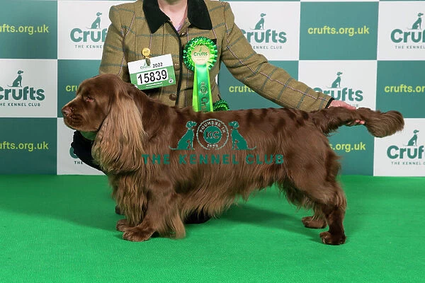 Best of Breed SPANIEL (SUSSEX) Crufts 2022