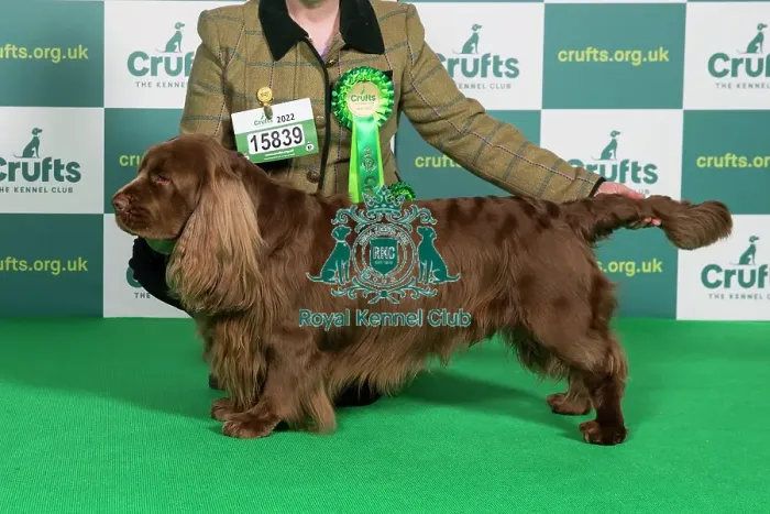 Framed Print : Best of Breed SPANIEL (SUSSEX) Crufts 2022 Framed Print : Best of Breed SPANIEL (SUSSEX) Crufts 2022