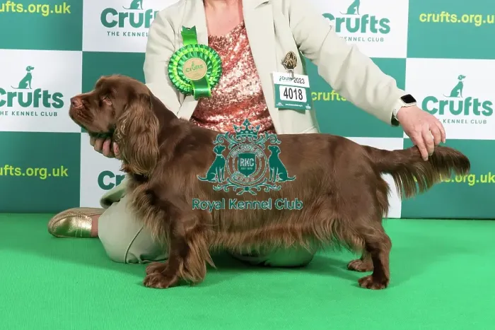 Framed Print : Best of Breed SPANIEL (SUSSEX) Crufts 2023 Framed Print : Best of Breed SPANIEL (SUSSEX) Crufts 2023