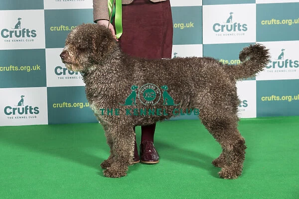 Best of Breed SPANISH WATER DOG Crufts 2022
