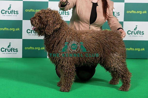 Best of Breed SPANISH WATER DOG (NONCC) Crufts 2023