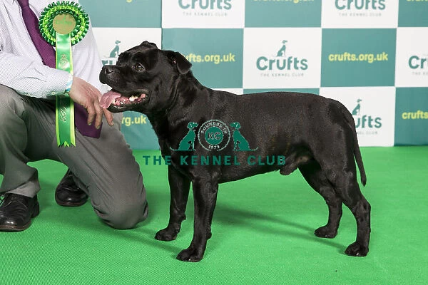 Best of Breed STAFFORDSHIRE BULL TERRIER Crufts 2022