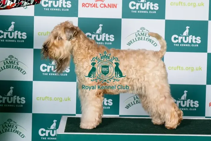 Framed Print : Best of Breed, Thursday 6th March 2025, Crufts