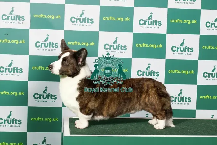 Framed Print : Best of Breed WELSH CORGI (CARDIGAN) Crufts 2023 Framed Print : Best of Breed WELSH CORGI (CARDIGAN) Crufts 2023