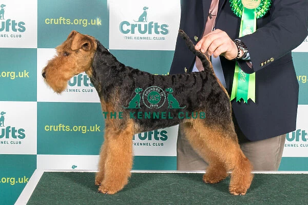 Best of Breed WELSH TERRIER Crufts 2022