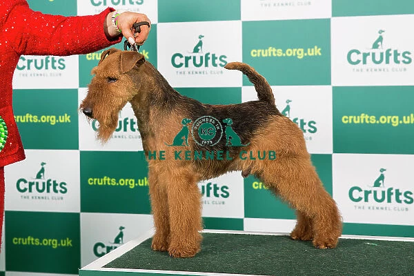 Best of Breed WELSH TERRIER Crufts 2023