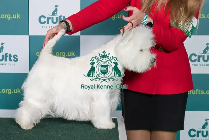 Framed Print : Best of Breed WEST HIGHLAND WHITE TERRIER Crufts 2022 Framed Print : Best of Breed WEST HIGHLAND WHITE TERRIER Crufts 2022
