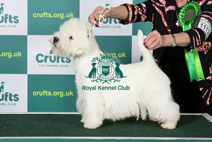 Framed Print : Best of Breed WEST HIGHLAND WHITE TERRIER Crufts 2023 Framed Print : Best of Breed WEST HIGHLAND WHITE TERRIER Crufts 2023