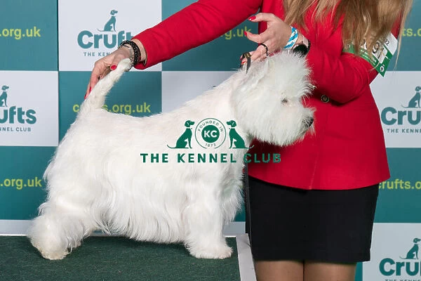 Best of Breed WEST HIGHLAND WHITE TERRIER Crufts 2022