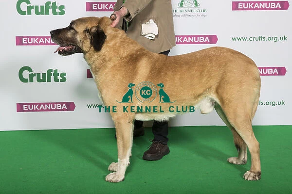 Best of Breed Winner ANATOLIAN SHEPHERD DOG