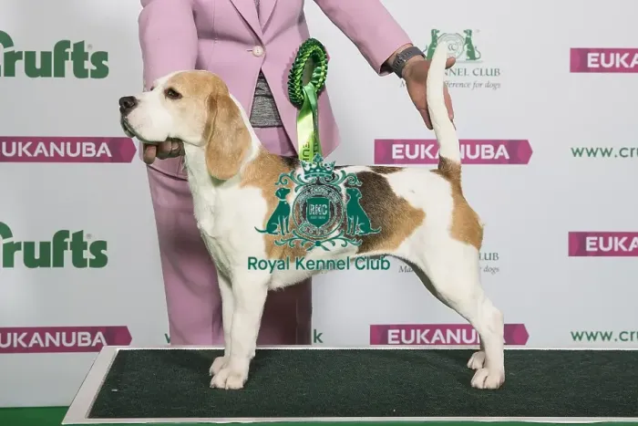 Framed Print : Best of Breed Winner BEAGLE
