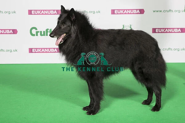 Best of Breed Winner Belgian Shepherd Dog (Groenendael)