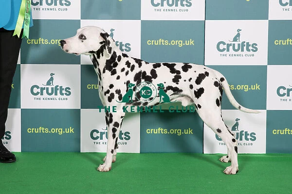 Best of Breed Winner Crufts 2022 Dalmatian