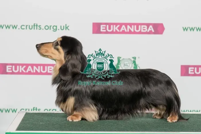 Framed Print : Best of Breed Winner DACHSHUND (MINIATURE LONG HAIRED) Framed Print : Best of Breed Winner DACHSHUND (MINIATURE LONG HAIRED)