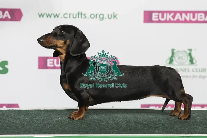 Framed Print : Best of Breed Winner Dachshund (Miniature Smooth Haired) Framed Print : Best of Breed Winner Dachshund (Miniature Smooth Haired)