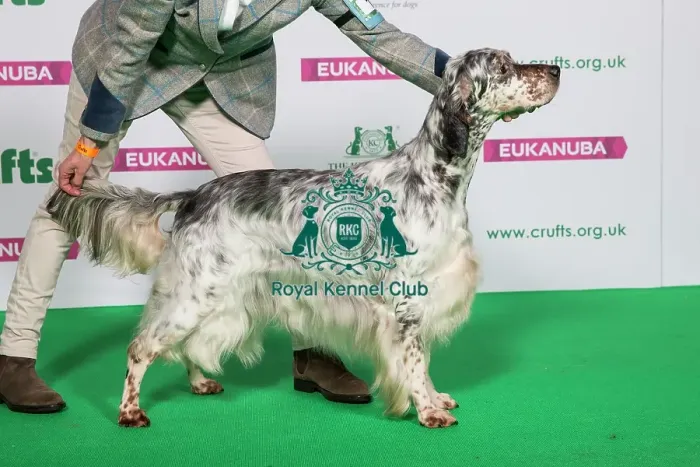 Framed Print : Best of Breed Winner ENGLISH SETTER