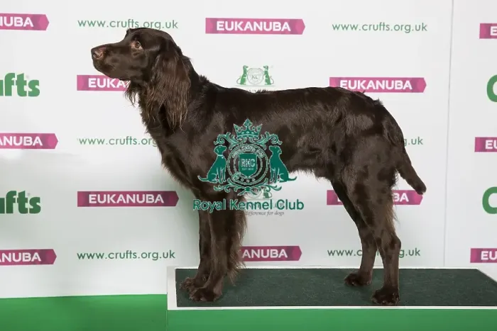 Framed Print : Best of Breed Winner GERMAN LONGHAIRED POINTER Framed Print : Best of Breed Winner GERMAN LONGHAIRED POINTER