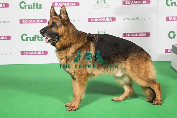 Best of Breed Winner GERMAN SHEPHERD DOG
