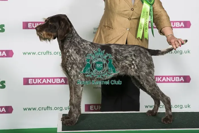 Framed Print : Best of Breed Winner GERMAN WIREHAIRED POINTER Framed Print : Best of Breed Winner GERMAN WIREHAIRED POINTER
