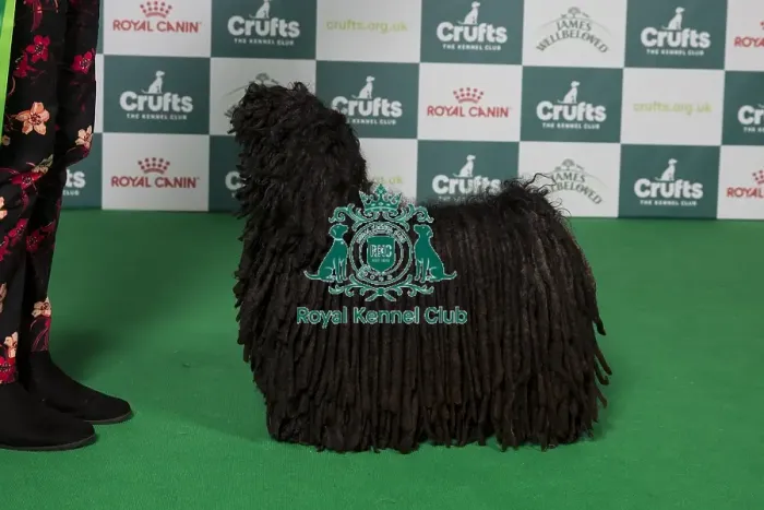 Framed Print : Best of Breed winner Hungarian Puli 2025 Framed Print : Best of Breed winner Hungarian Puli 2025