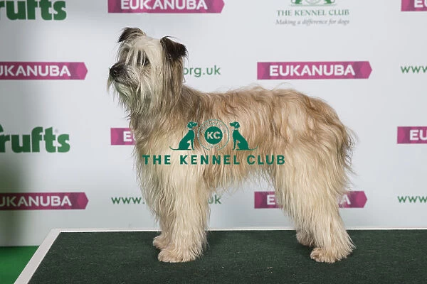 Best of Breed Winner PYRENEAN SHEEPDOG (LONG HAIRED) (NONCC)