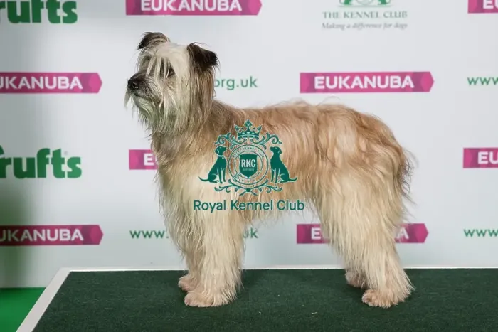 Framed Print : Best of Breed Winner PYRENEAN SHEEPDOG (LONG HAIRED) (NONCC) Framed Print : Best of Breed Winner PYRENEAN SHEEPDOG (LONG HAIRED) (NONCC)