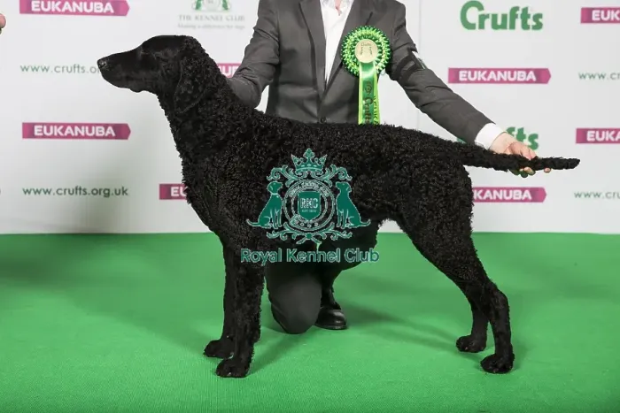 Framed Print : Best of Breed Winner RETRIEVER (CURLY COATED) Framed Print : Best of Breed Winner RETRIEVER (CURLY COATED)