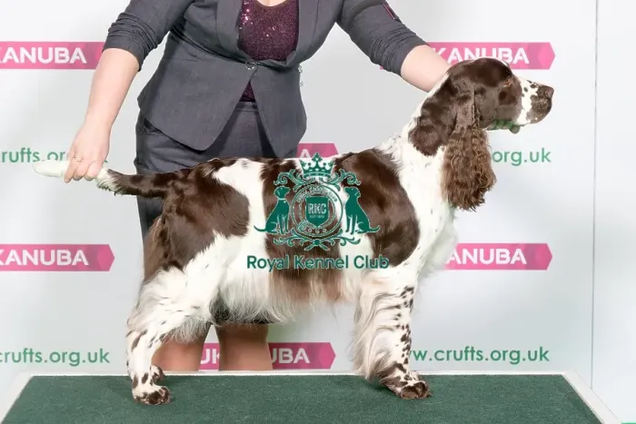Framed Print : Best of Breed Winner SPANIEL (ENGLISH SPRINGER) Framed Print : Best of Breed Winner SPANIEL (ENGLISH SPRINGER)
