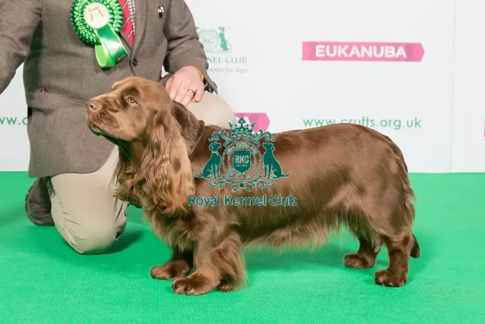 Framed Print : Best of Breed Winner SPANIEL (SUSSEX)