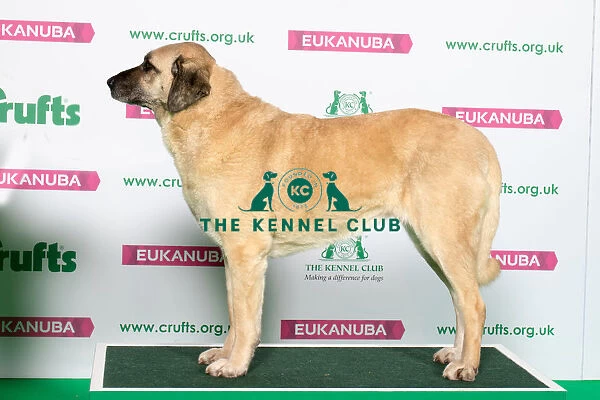 Best of Breed Winner TURKISH KANGAL DOG